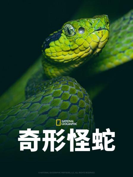 51福利《奇形怪蛇》免费在线观看